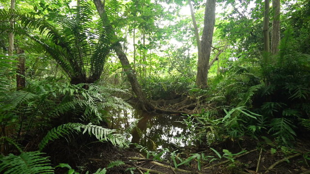 tropical forest with pond