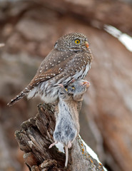 Northern Pygmy-Owl