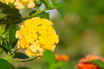 lantana camara flowers