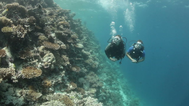coral reef with divers