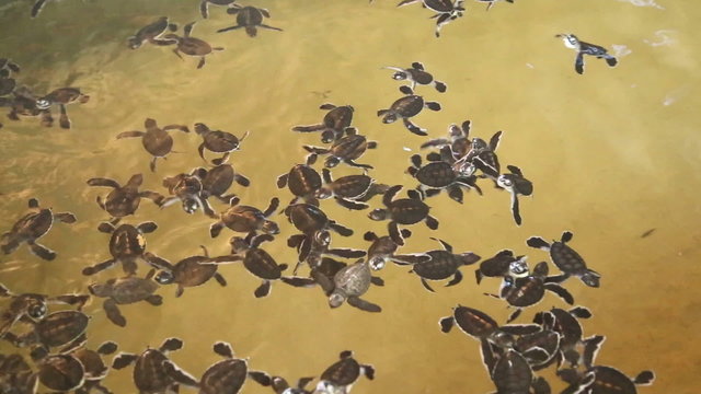 Baby turtles swimming in a pool at a turtle hatchery in Sri Lanka.