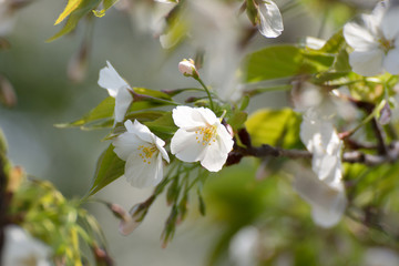 桜（大島桜）