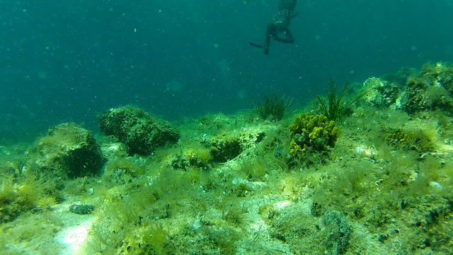 man spear fishing underwater in apnea