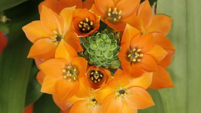 timelapse of orange flower wide
