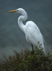 Great white egret on the beach.