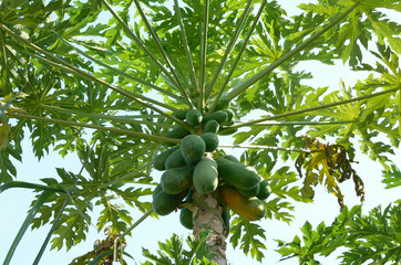 green papaya tree in garden