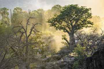 Fototapeta premium baobab tree