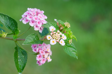 lantana camara flowers