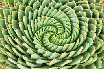Pattern of spiral aloe