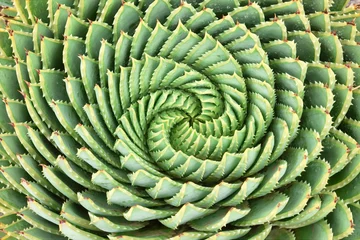Velours gordijnen Pattern of spiral aloe © PhotoSky