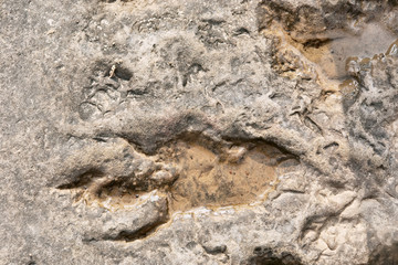 Footprint of dinosaur