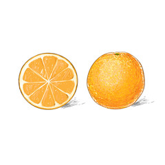 orange citrus fruit color sketch draw isolated over white