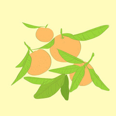 mandarin cirus fruit with green leaves vector