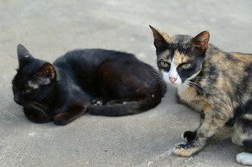 two cat  looking  on floor cement