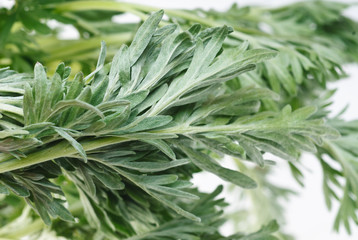 Wormwood (Artemisia absinthium L.) on white