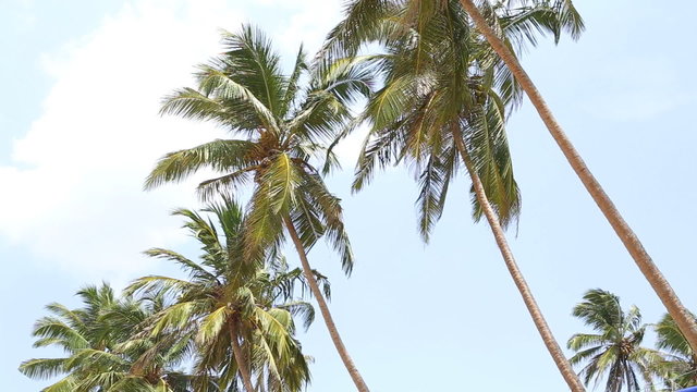View of the palm trees flowing in the wind in Mirissa, Sri Lanka.