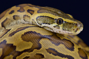 African rock python (Python setae)