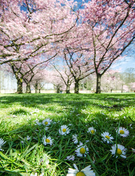 Springtime: Japanese cherry blossoms and daisies :)