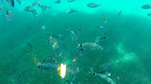 Fish eating frenzy shot underwater