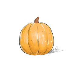 pumpkin sketch draw isolated over white background