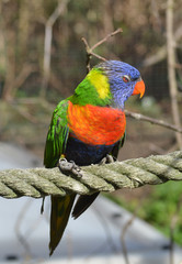 Gebirgslori auf einem Seil