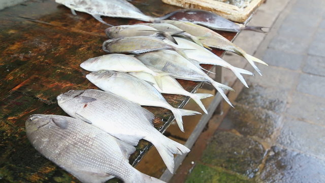 Fish displayed at a local fishmonger which is supplied daily by local fishermen, in Galle, Sri Lanka