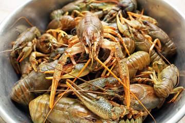 Live crawfishes in a metal bowl before cooking