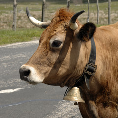 aubrac