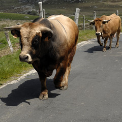 aubrac