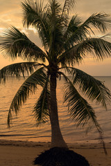 Coconut palm tree silhouette at sunset in Thailand