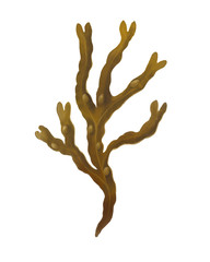 Fucus seaweed © nicolasprimola