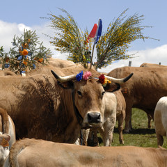 aubrac