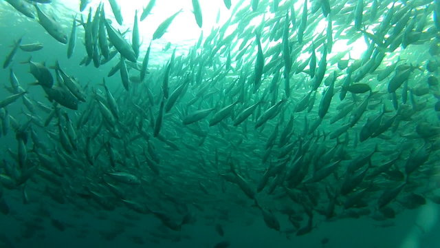 Shoal of jack fish in tulemben in Bali, Indonesia