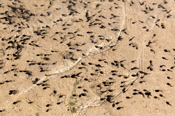 Tadpoles in a pond