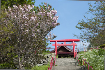 Fototapeta na wymiar 桜が咲く神社