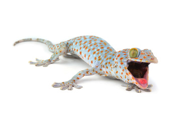 Tokay Gecko
