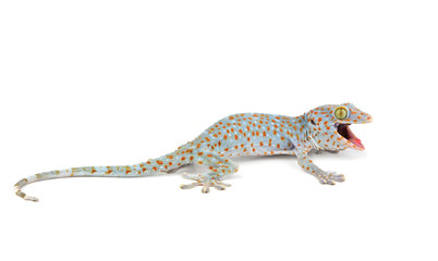 Tokay Gecko