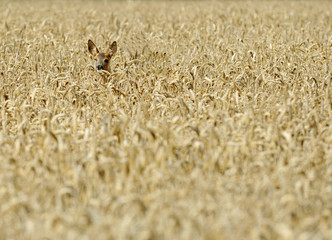 rehkitz im feld © ilfotokunst