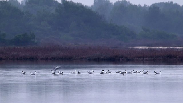 Uccelli sulla laguna