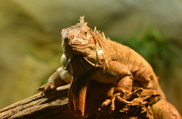 geen Leguan