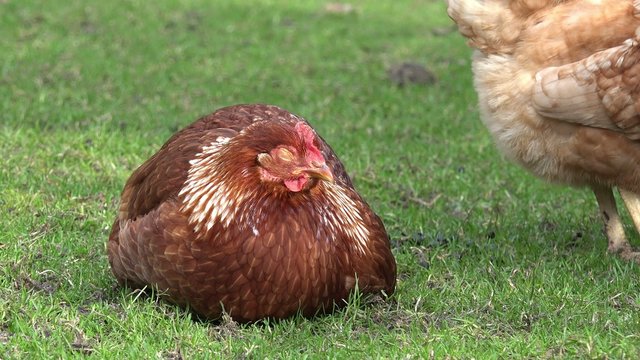 Braunes Huhn schl&auml;ft auf der Wiese