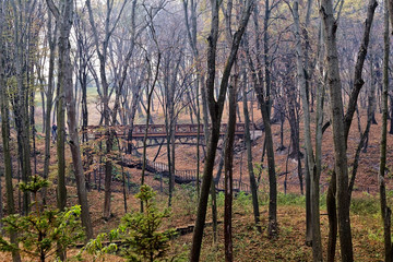 autumn park with a bridge and stairs