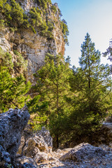 Imbros-Schlucht Kreta verziert mit Nadelbäumen
