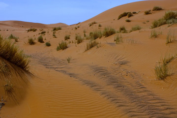 Fototapeta na wymiar large dunes in the Sahara deformed by the wind, Morocco