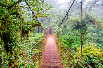 Fototapety  Most w lesie deszczowym - Kostaryka - Monteverde