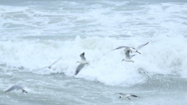 Large flock of birds Sea gulls flying over storm waves in sea