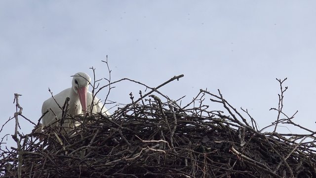 Wei&szlig;storch baut Nistplatz