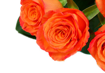 Orange roses