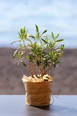 Photo sur Aluminium Olivier little olive tree in a pot