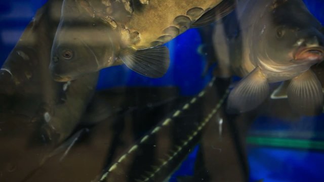 Fresh live fish at the aquarium at seafood restaurant. HD